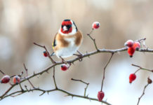 Il giardino in Inverno 590 0 063 Il giardino in Inverno